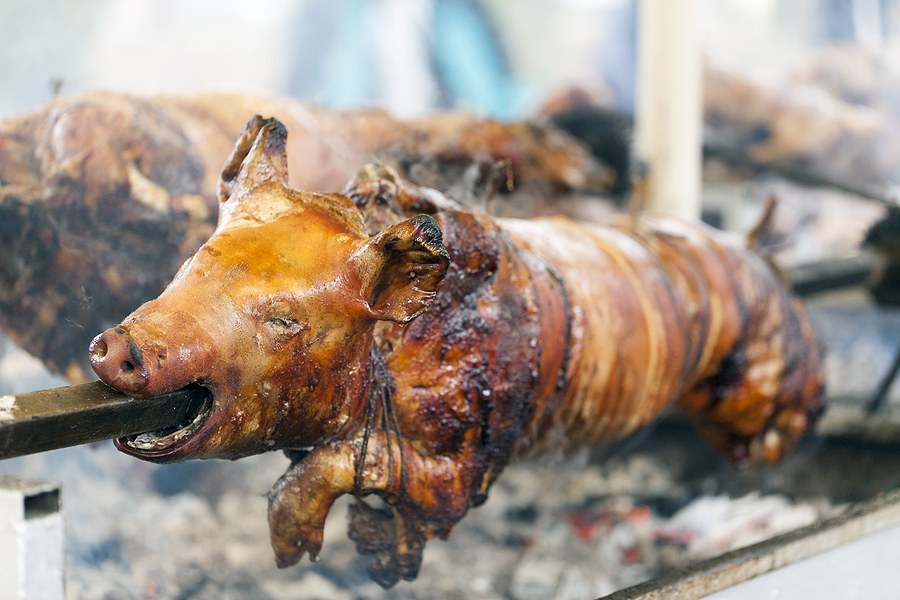 Whole hog on the spit over coals, head towards the camera, at a Gipsy Hill Smokehouse hog roast